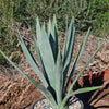 Blue agave - Agave Tequilana &