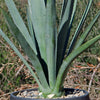 Blue agave - Agave Tequilana &