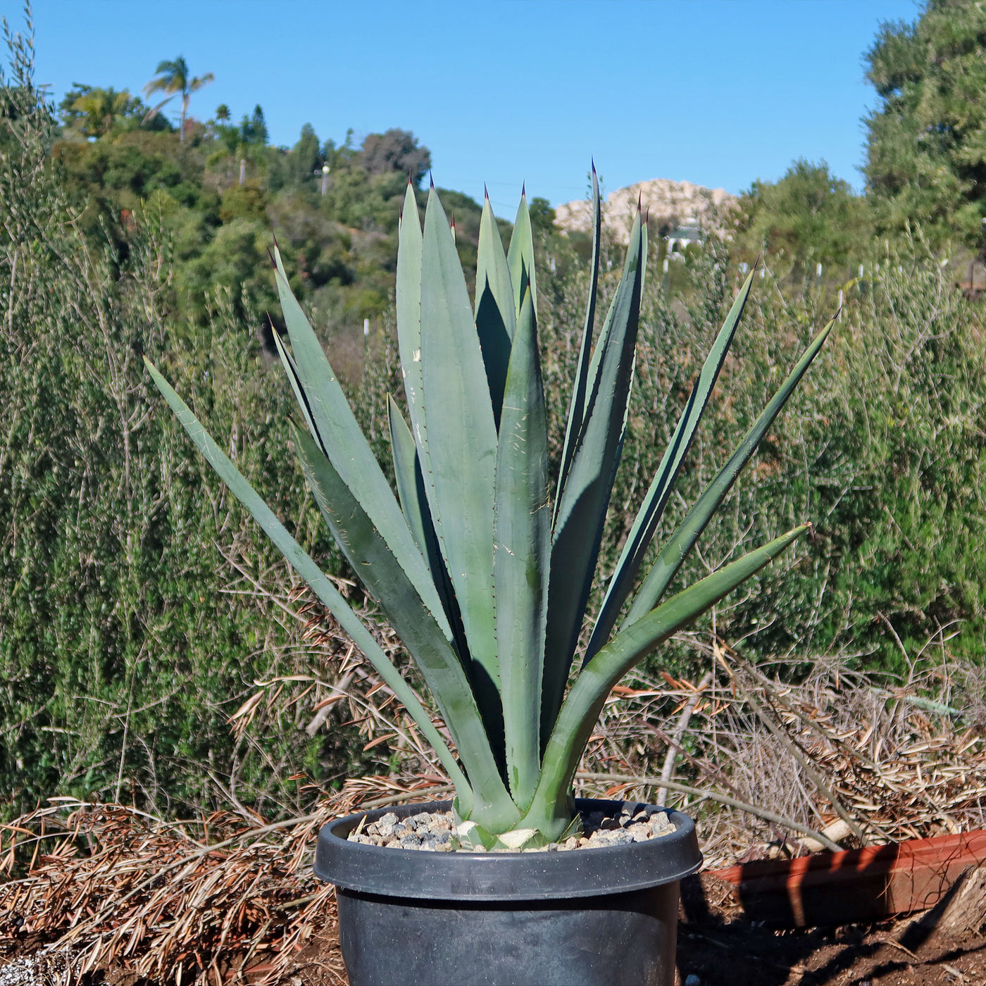tequila succulent Shop Blue agave 'Tequila Plant' Agave Tequilana - Care and Info