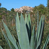 Blue agave - Agave Tequilana &