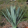 Blue agave - Agave Tequilana &