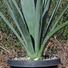 Blue agave - Agave Tequilana &