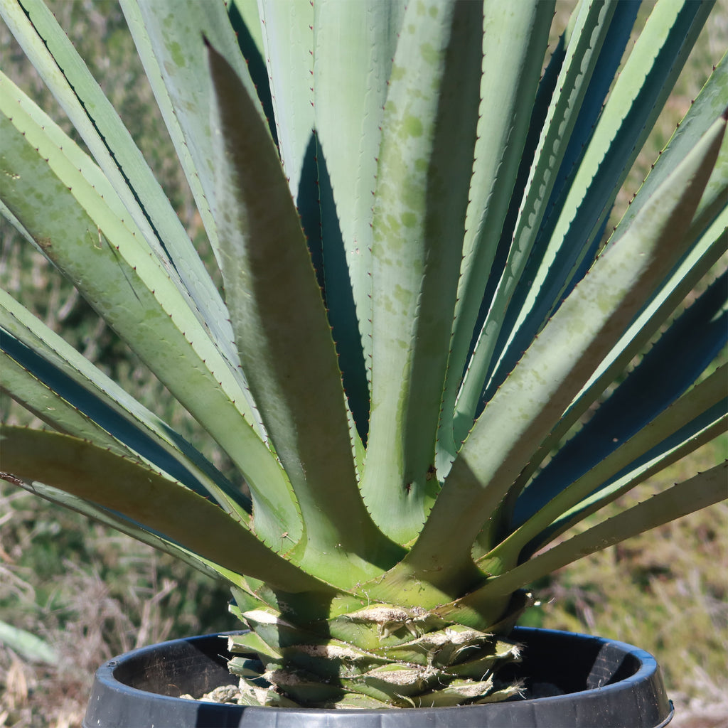 Blue agave - Agave Tequilana &