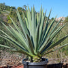 Blue agave - Agave Tequilana &