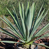 Blue agave - Agave Tequilana &