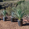 Blue agave - Agave Tequilana &