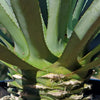 Blue agave - Agave Tequilana &