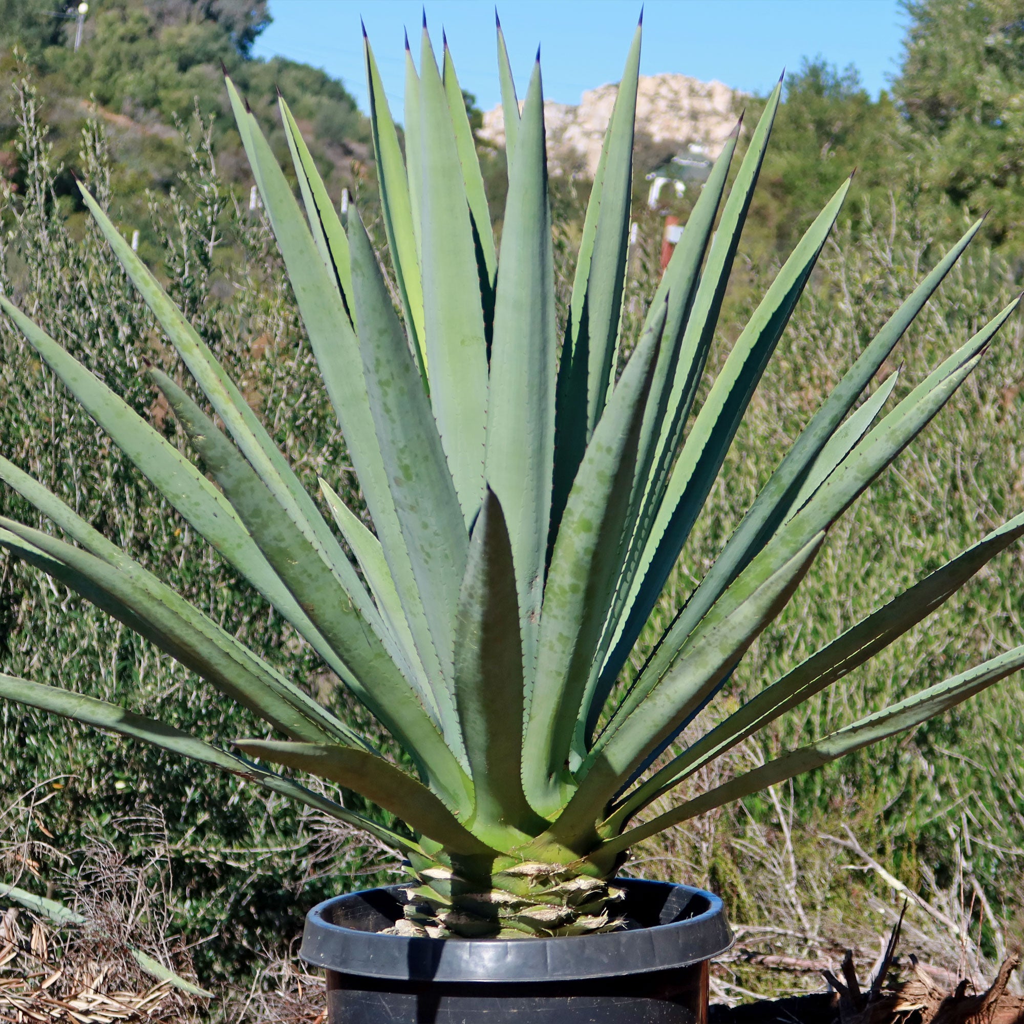 Blue agave - Agave Tequilana 'Tequila Plant'