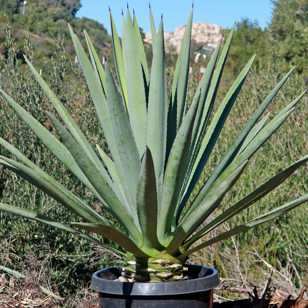 Shop Blue agave 'Tequila Plant' Agave Tequilana - Care and Info