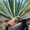 Blue agave - Agave Tequilana &