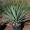 Blue agave - Agave Tequilana &