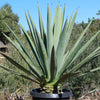 Blue agave - Agave Tequilana &