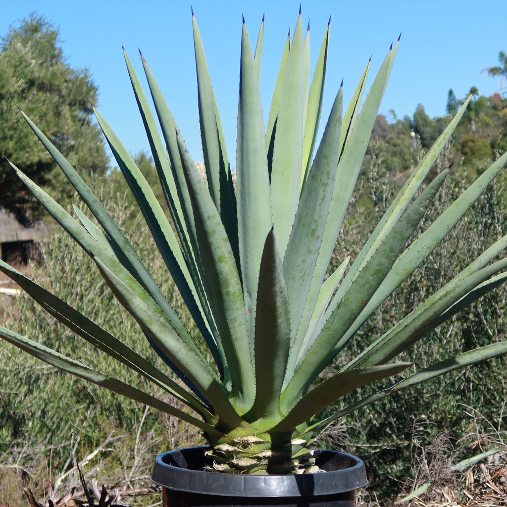 Blue agave - Agave Tequilana &