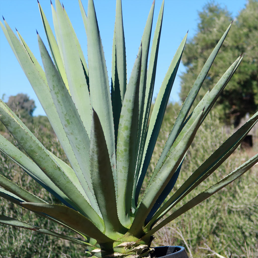 Blue agave - Agave Tequilana &