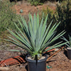 Blue agave - Agave Tequilana &