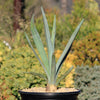 Blue agave - Agave Tequilana &