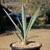 Blue agave - Agave Tequilana &