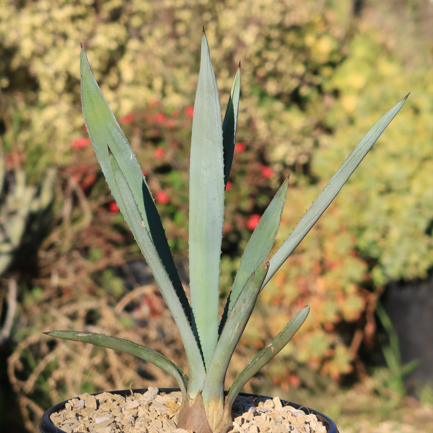 succulent used to make tequila Shop Blue agave 'Tequila Plant' Agave Tequilana - Care and Info