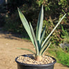 Blue agave - Agave Tequilana &