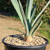 Blue agave - Agave Tequilana &