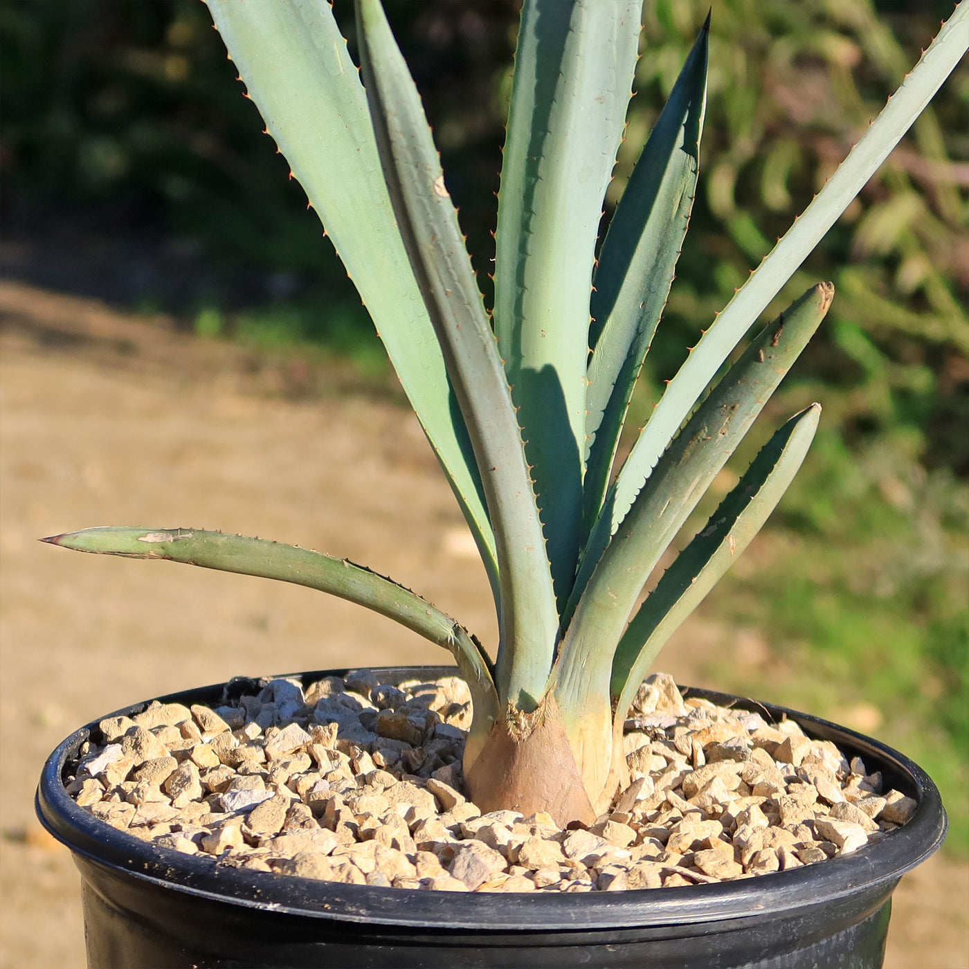 Agave Tequilana | Pianta Unica In Vendita - Foto 6