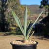 Blue agave - Agave Tequilana &