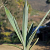 Blue agave - Agave Tequilana &