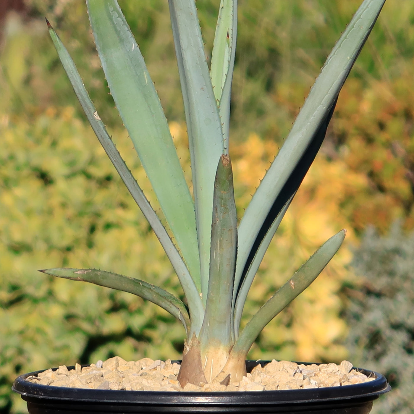 Blue agave - Agave Tequilana 'Tequila Plant'
