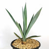 Blue agave - Agave Tequilana &