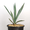 Blue agave - Agave Tequilana &