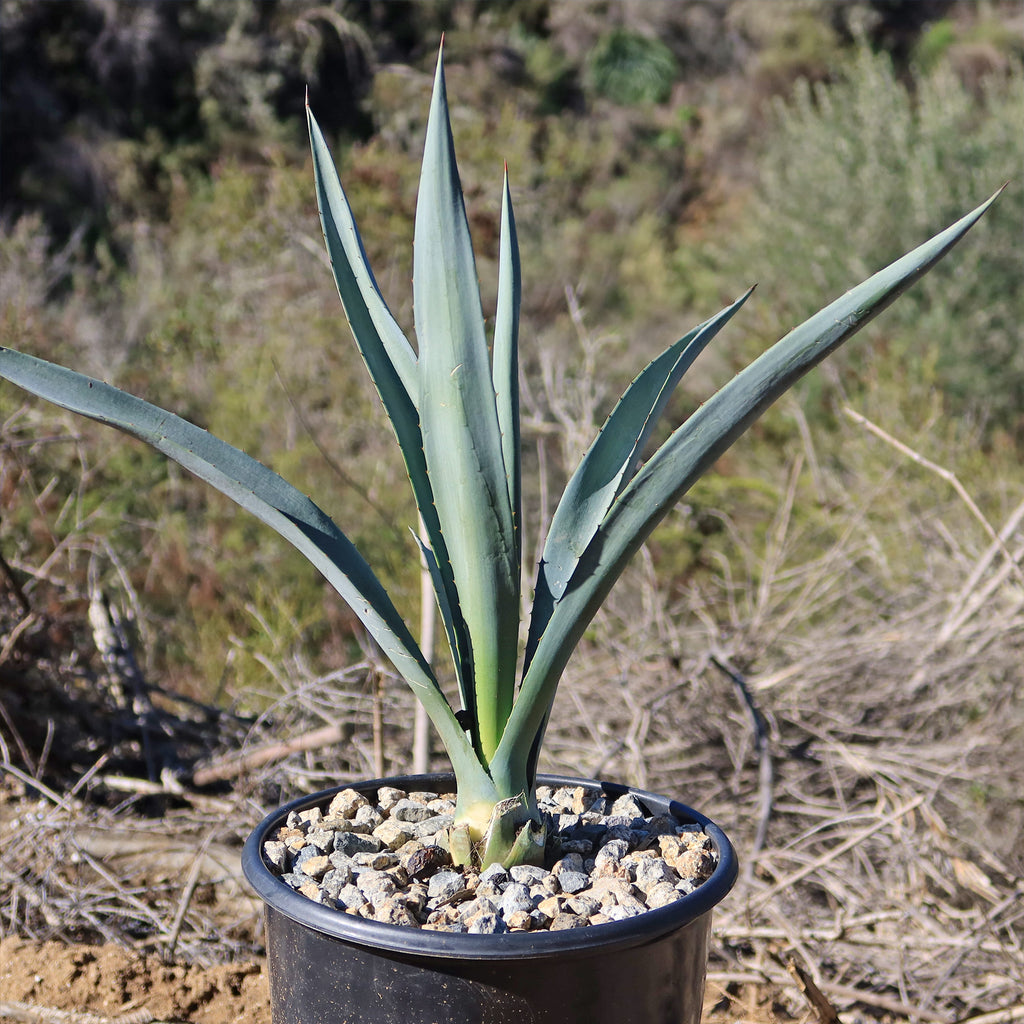 Blue agave - Agave Tequilana &
