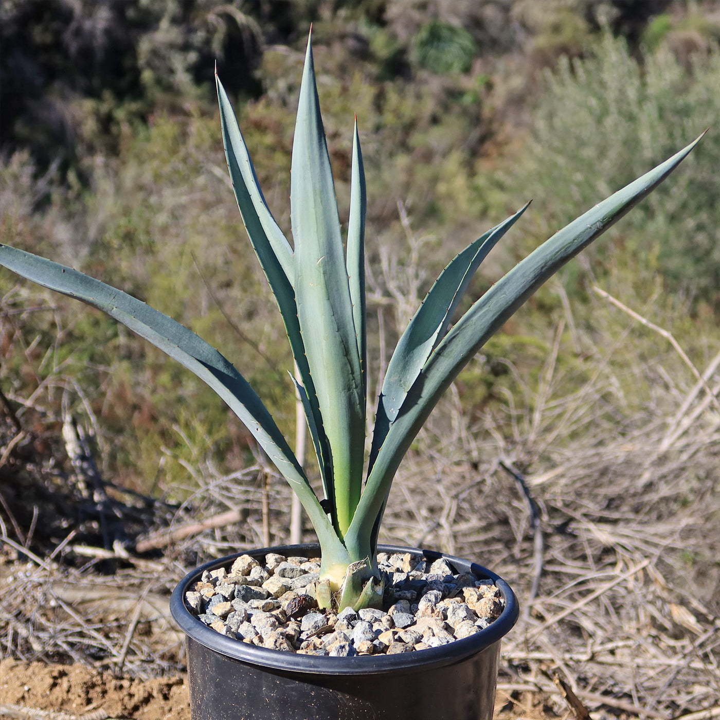 potted blue agave plant Shop Blue agave 'Tequila Plant' Agave Tequilana - Care and Info