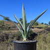 Blue agave - Agave Tequilana &