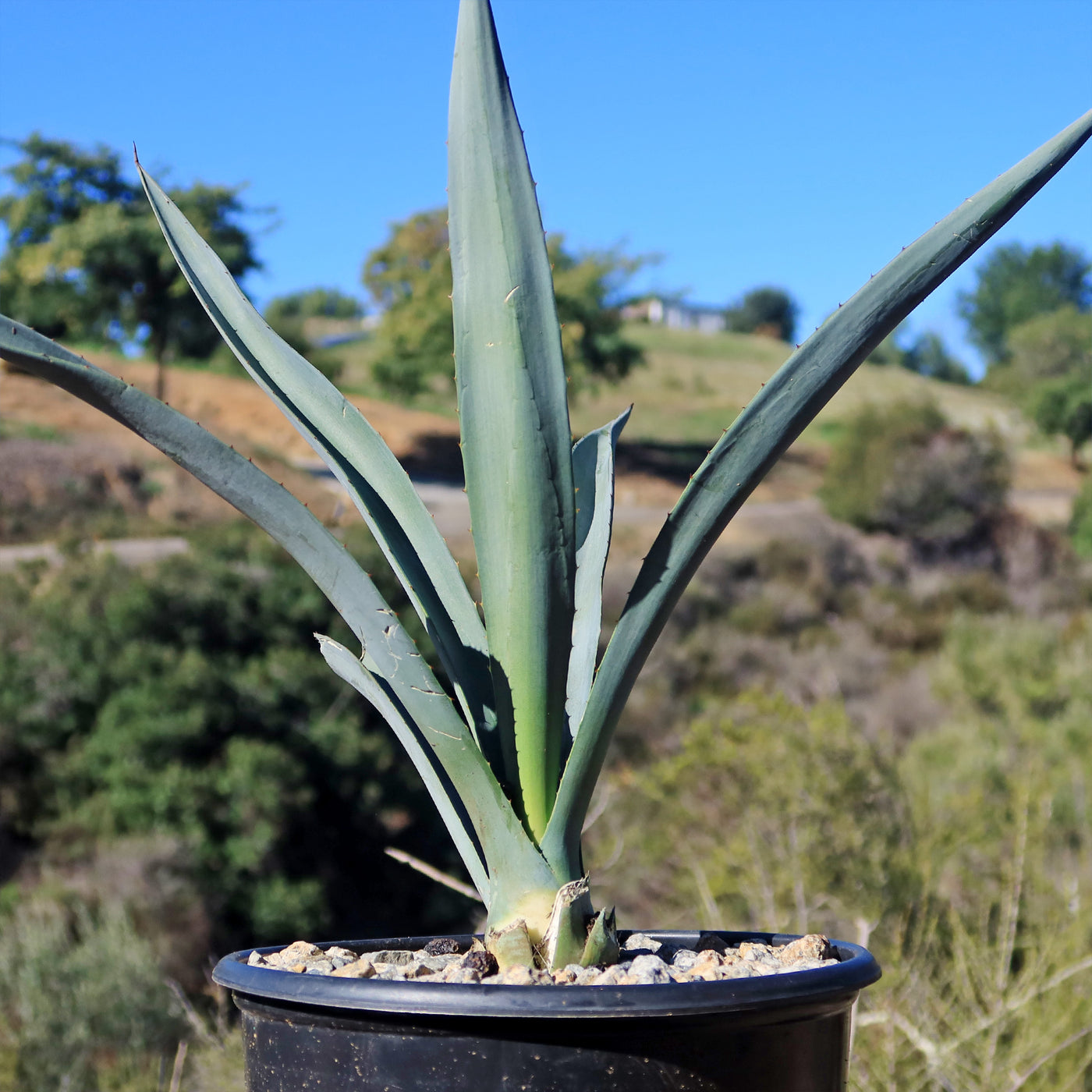Agave Tequilana | Pianta Unica In Vendita - Foto 3