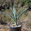 Blue agave - Agave Tequilana &