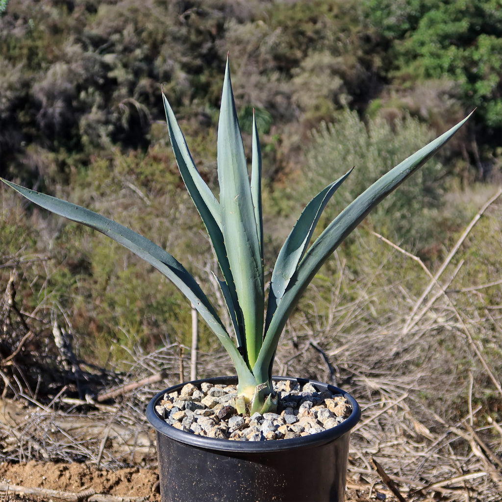 Blue agave - Agave Tequilana &