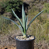 Blue agave - Agave Tequilana &