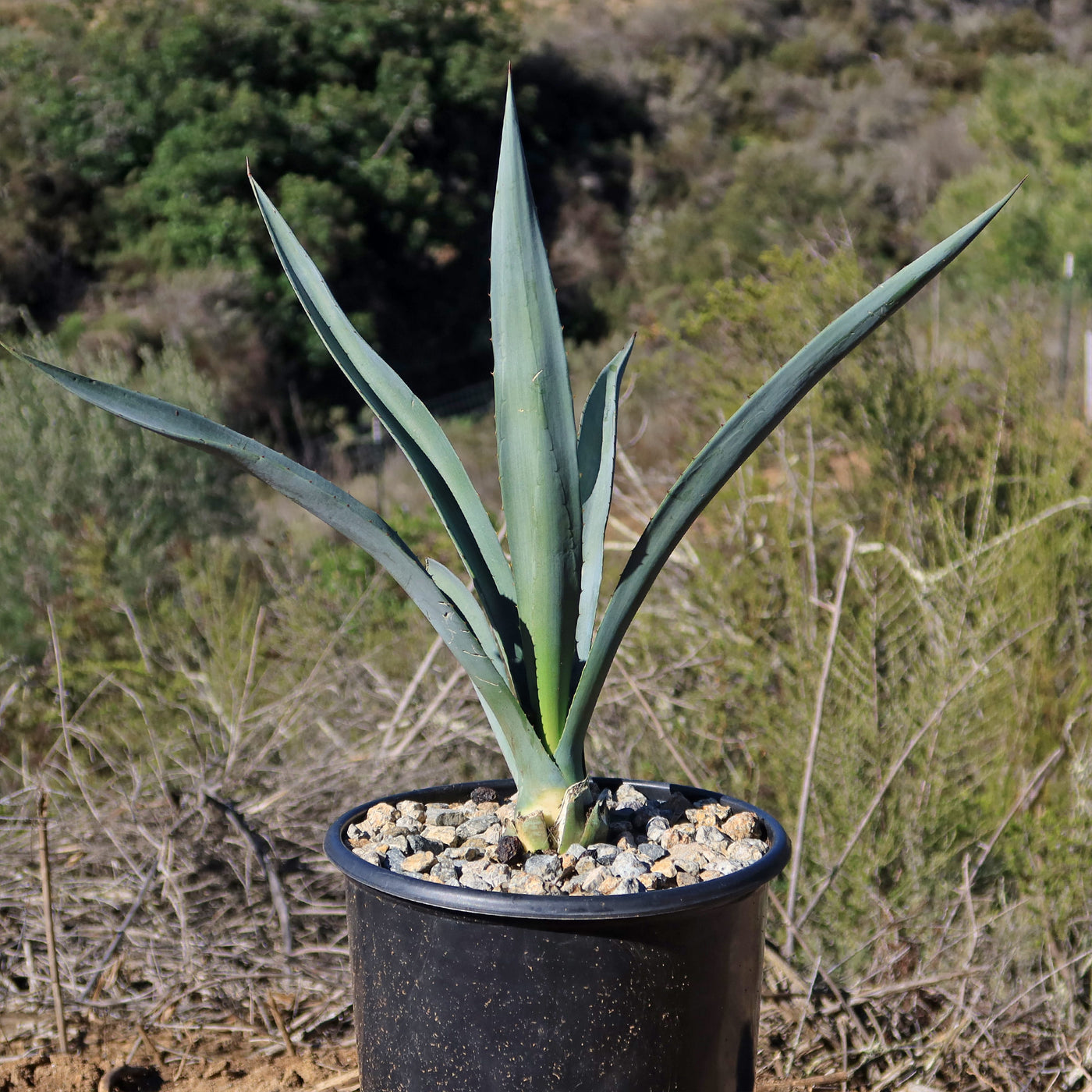 tequila succulent Shop Blue agave 'Tequila Plant' Agave Tequilana - Care and Info
