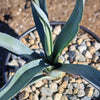 Blue agave - Agave Tequilana &