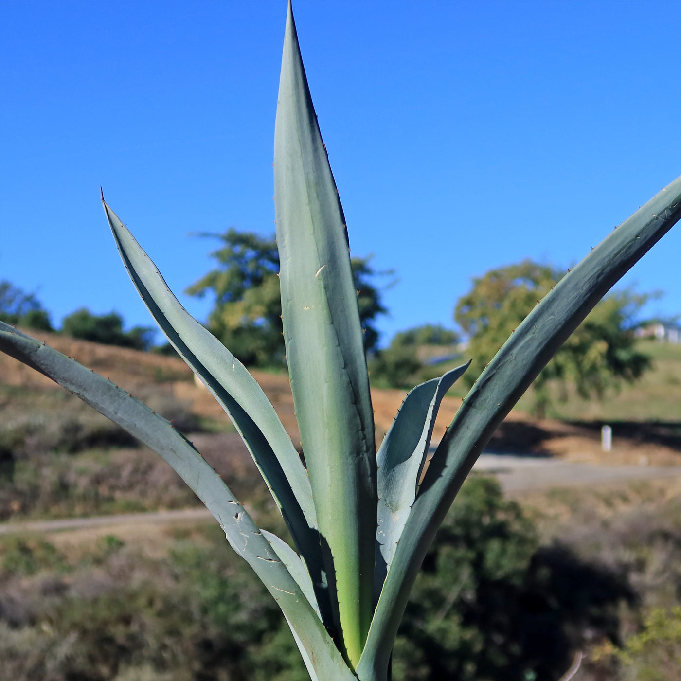 succulent plant used to make tequila Shop Blue agave 'Tequila Plant' Agave Tequilana - Care and Info