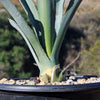 Blue agave - Agave Tequilana &