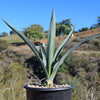 Blue agave - Agave Tequilana &