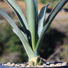 Blue agave - Agave Tequilana &