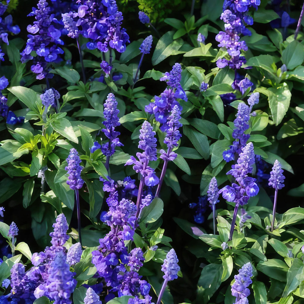 Blue Sage ‘Salvia farinacea’