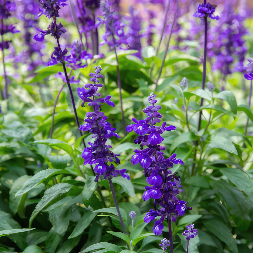 Blue Sage ‘Salvia farinacea’