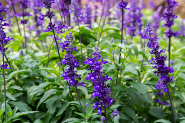 Blue Sage ‘Salvia farinacea’
