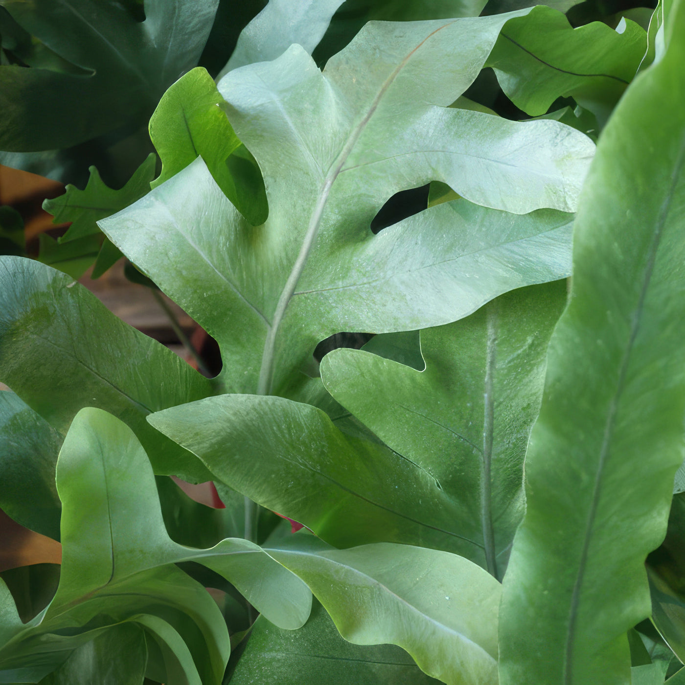 blue star fern low light Blue Star Fern ‘Phlebodium aureum’ 2 Gal. / Self Watering / Without Pot