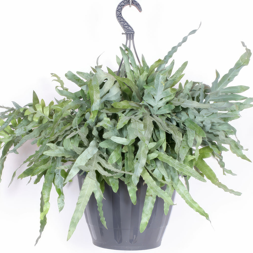 Blue Star Fern ‘Phlebodium aureum’
