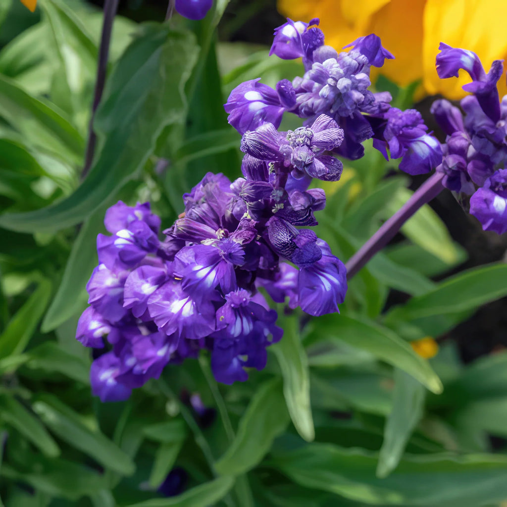 Blue Sage ‘Salvia farinacea’