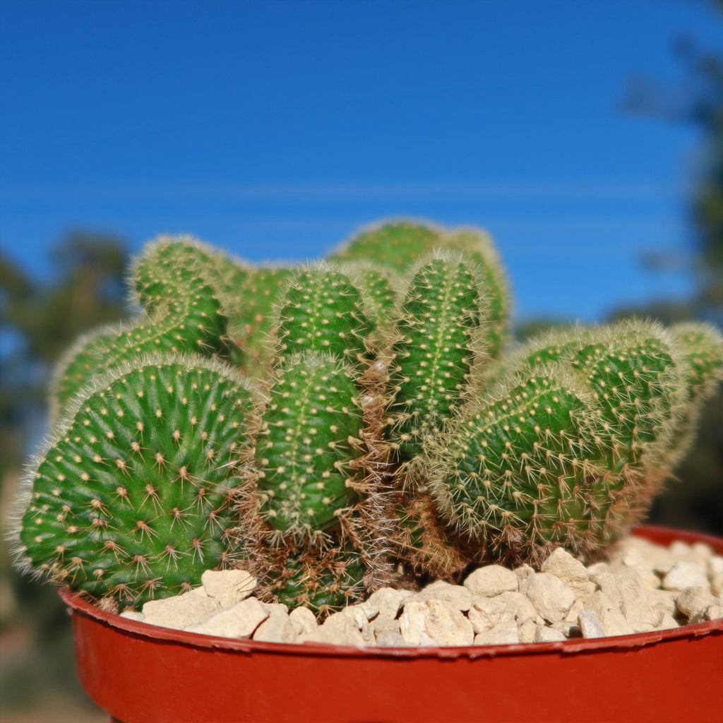 Bolivicereus Cristata